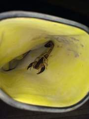 Centruroides margaritatus