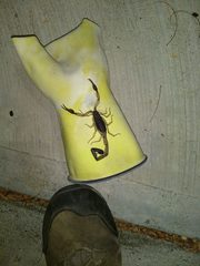 Centruroides margaritatus