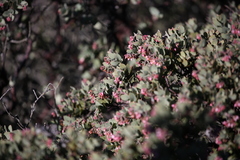 Arctostaphylos auriculata