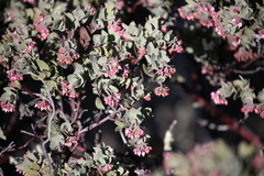 Arctostaphylos auriculata