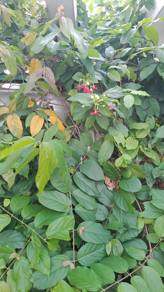 Sử quân tử – Combretum indicum