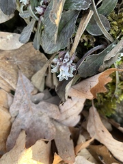 Micranthes virginiensis