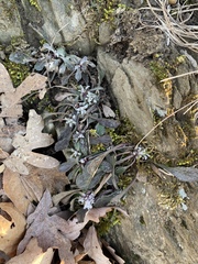 Micranthes virginiensis