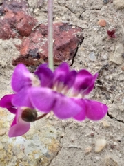 Dolichos hastiformis