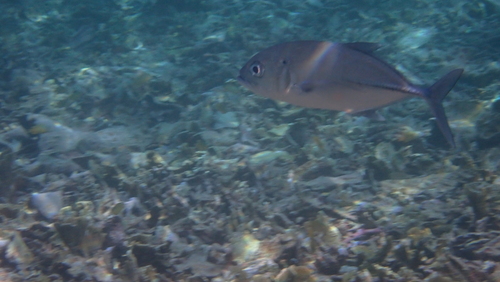 Caranx sexfasciatus