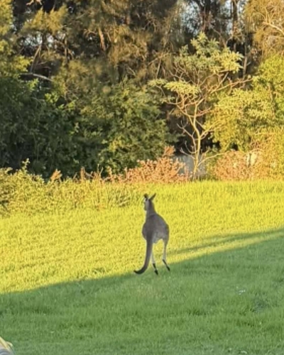 Eastern Grey Kangaroo