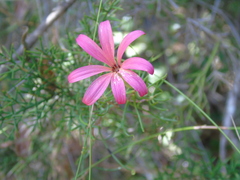 Mutisia subulata