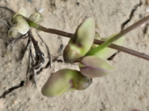 Image of Dolichos hastiformis by (c) kevin koen, some rights reserved (CC BY-SA)