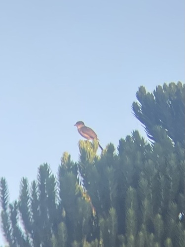 Crested Becard