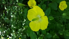 Papaver cambricum