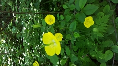 Papaver cambricum