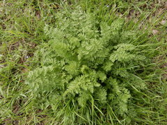 Scandix pecten-veneris