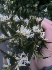 Sarcococca confusa