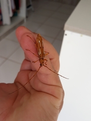 Eurymerus eburioides