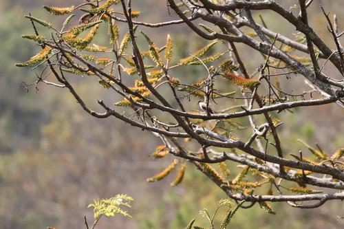 Sooty-headed Bulbul