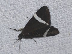 Coenotoca subaspersa