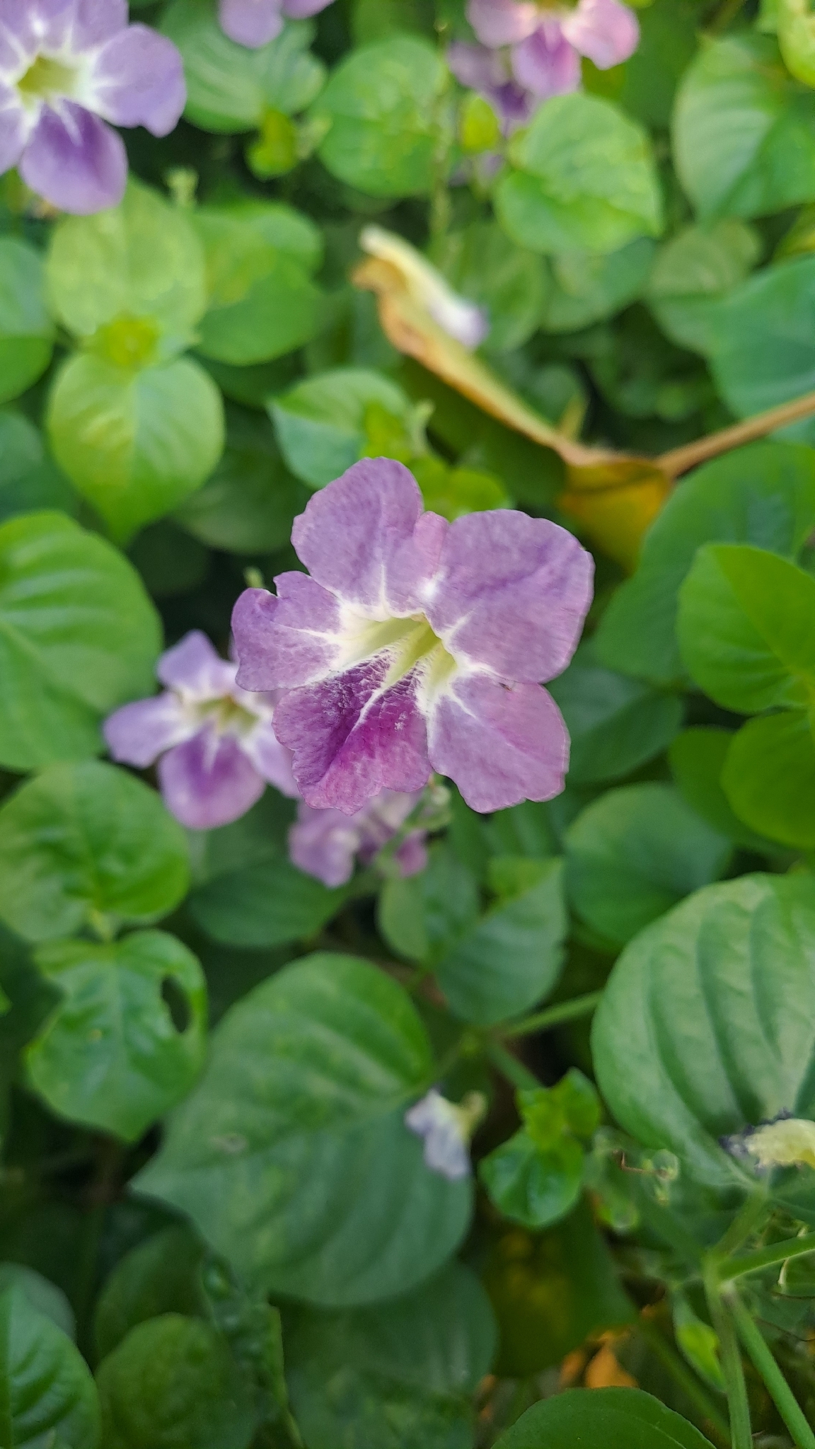 Asystasia gangetica (Asystasia gangetica)