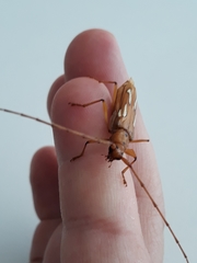 Eurymerus eburioides