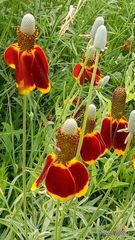 Ratibida columnifera