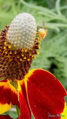 Ratibida columnifera