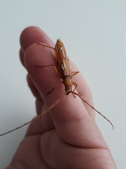 Eurymerus eburioides