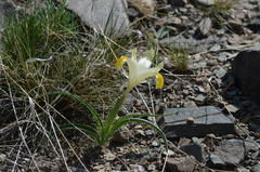 Iris orchioides