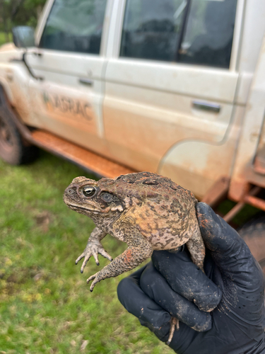 Cane Toad