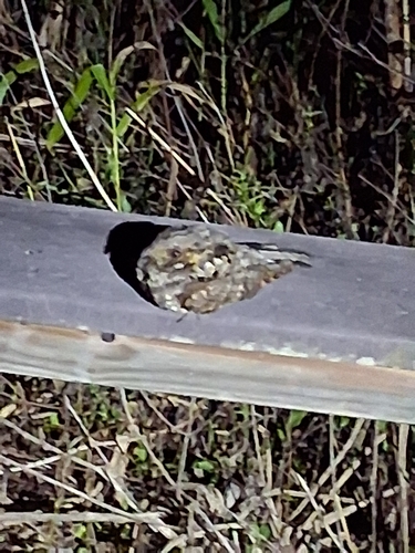 Eastern Whip-poor-will observed by king_cricket