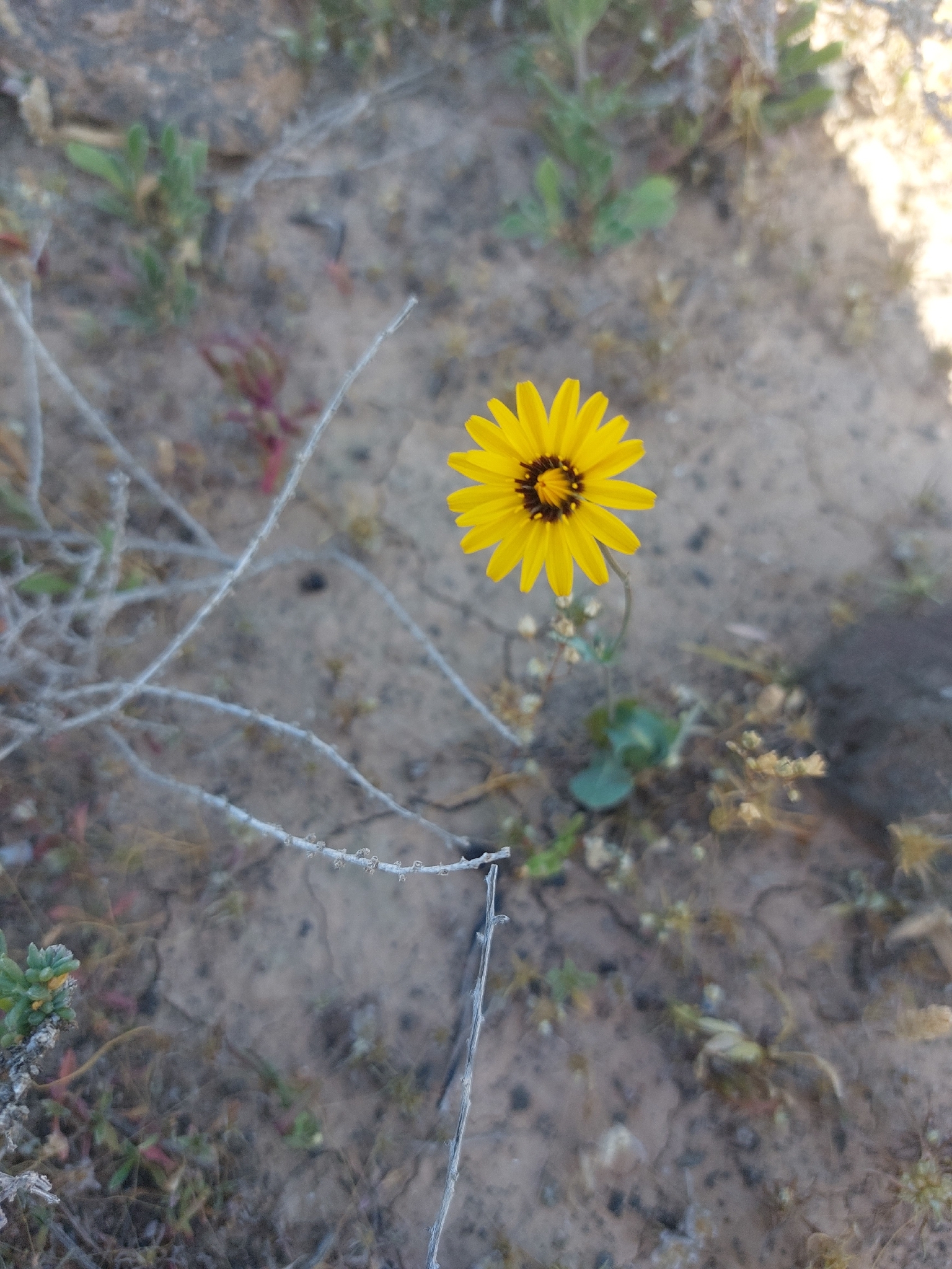 Lechuguilla dulce