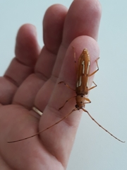 Eurymerus eburioides