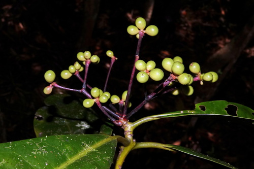 Zygogynum observed 2026-01-31