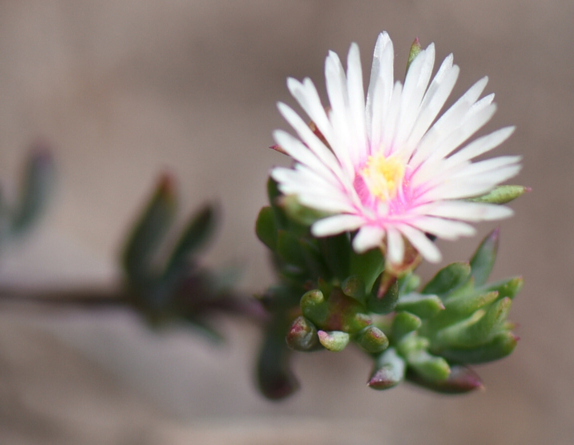 Trailing ice plant