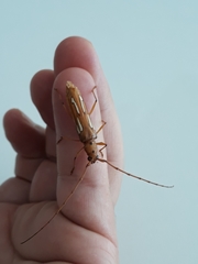 Eurymerus eburioides