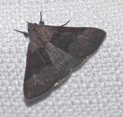 Avatha discolor
