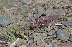 Pedicularis karatavica