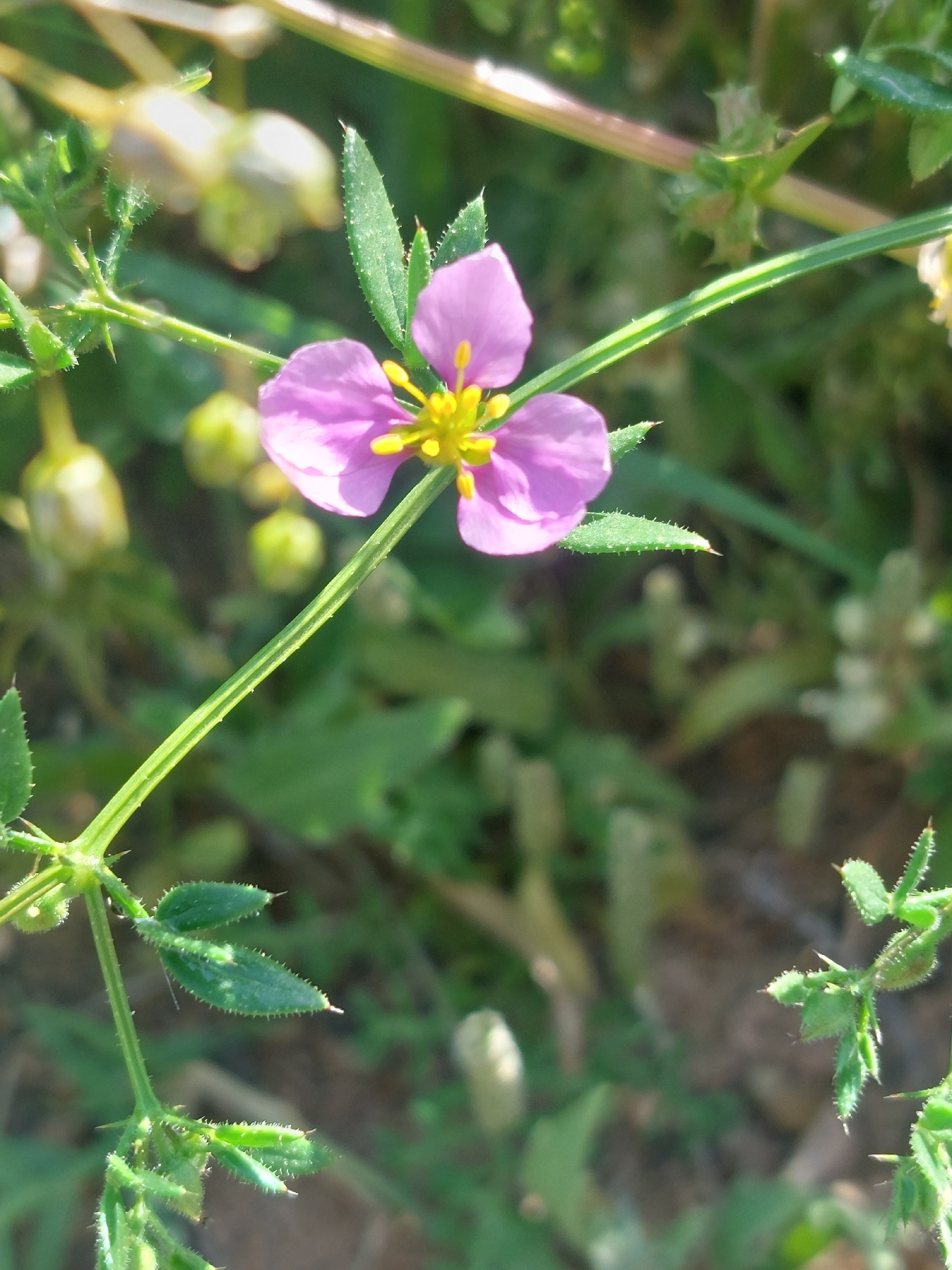 Abrojo de Creta
