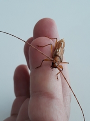 Eurymerus eburioides