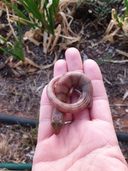 Eremiascincus richardsonii