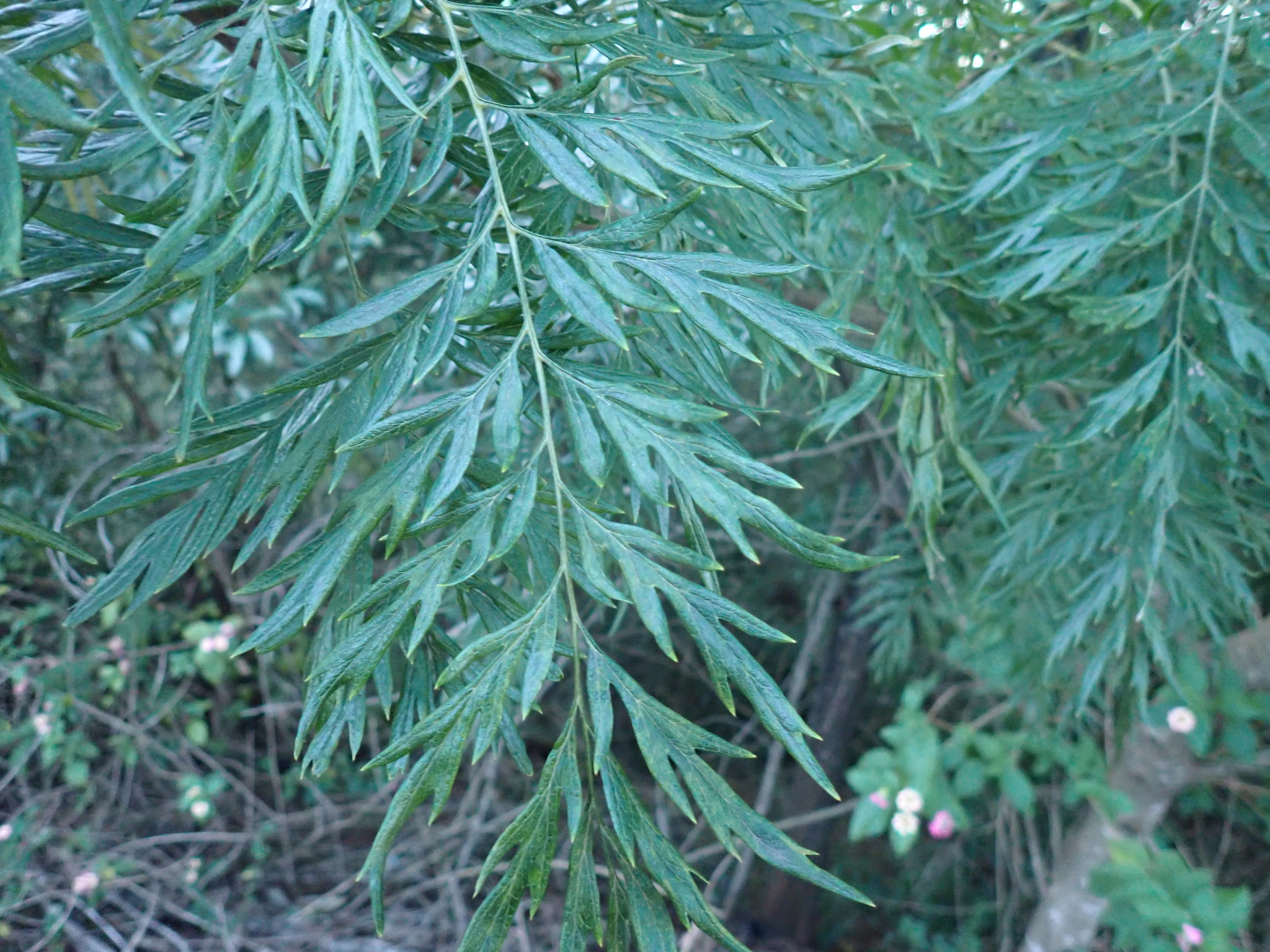 Foto de Grevillea robusta A.Cunn. ex R.Br.