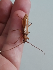 Eurymerus eburioides