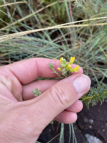 Silver Frilly Pea (Pearsonia sessilifolia)