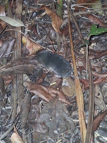 North American Least Shrew observed by king_cricket