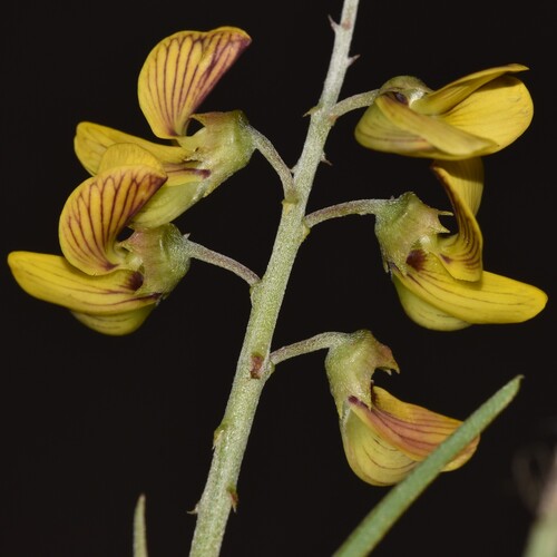 Crotalaria lanceolata observed 2026-02-16