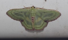 Metallochlora lineata