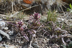 Pedicularis karatavica
