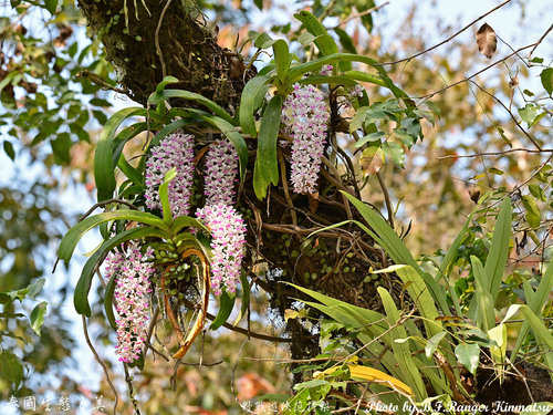 Rhynchostylis gigantea, 2026-01-18