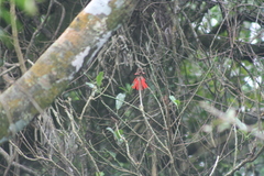 Erythrina americana