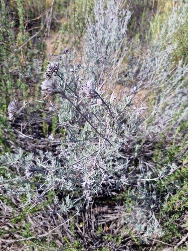 Hairy Horsebrush (Tetradymia comosa)
