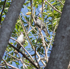 Phaenicophilus palmarum