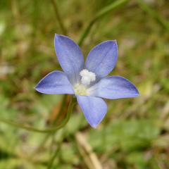 Wahlenbergia albomarginata